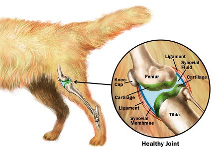 articolazione del ginocchio cane