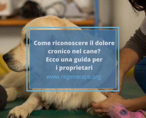 come riconoscere il dolore nel cane