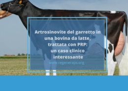 artrosinovite bovina da latte trattata con prp SOCIAL