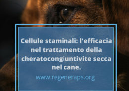 cheratocongiuntivite secca nel cane