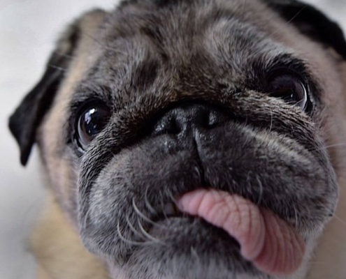 Ulcera corneale nel brachicefalo