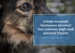 staminali, funzionano_ 2° parte