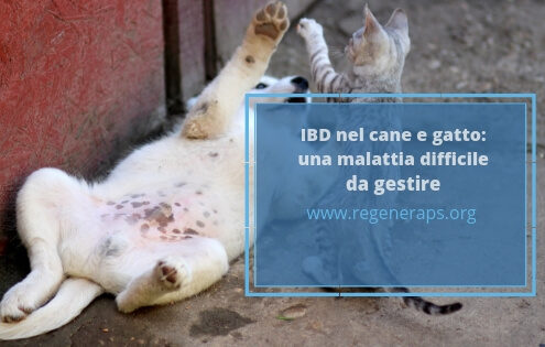 IBD cane e gatto