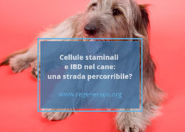 cellule staminali e ibd nel cane