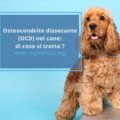 osteocondrite dissecante cane