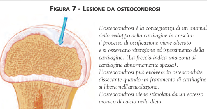 osteocondrosi nel cane ispessimento cartilagine